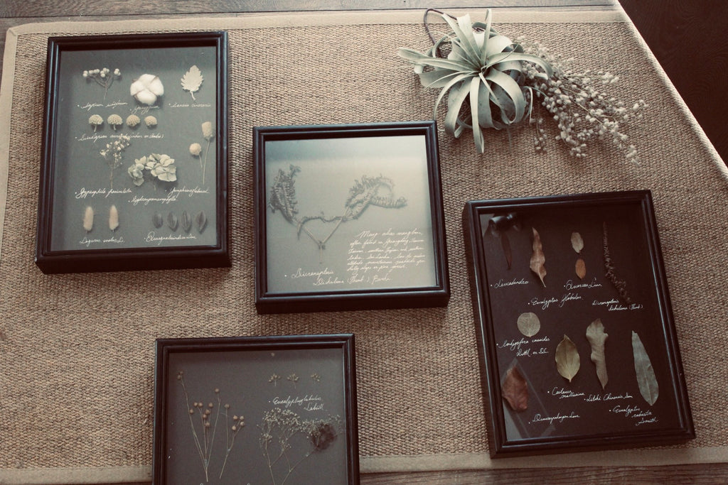 Framed Herbarium Set